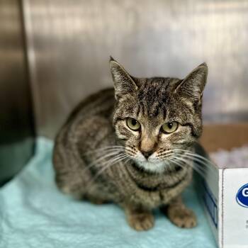 Domestic Short Hair Cats Available for Adoption in Worcester, Massachusetts - Rue | PetCurious