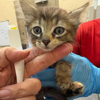 Lira -  Domestic Medium Hair Cat for Adoption in Birmingham, Alabama - Lira | PetCurious
