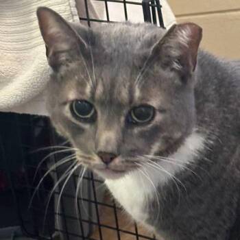 Domestic Short Hair Cats Available for Adoption - Sunfish Merguy | PetCurious