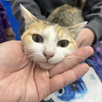 Shannon -  Domestic Short Hair Cat for Adoption in Huntsville, Alabama - Shannon | PetCurious