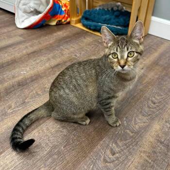Ivy -  Domestic Short Hair Cat for Adoption in Canton, Illinois - Ivy | PetCurious
