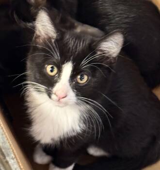 Bubbles -  Domestic Short Hair Cat for Adoption in Pocatello, Idaho - Bubbles | PetCurious
