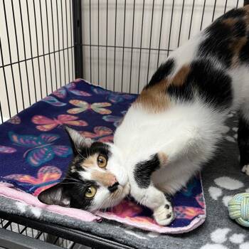 Domestic Short Hair Cats Available for Adoption - Tracta | PetCurious