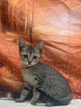CRICKET -  Domestic Short Hair Cat for Adoption in San Antonio, Texas - CRICKET | PetCurious