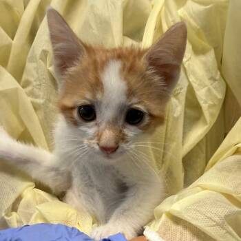 Jolteon -  Domestic Short Hair Cat for Adoption in Salt Lake City, Utah - Jolteon | PetCurious