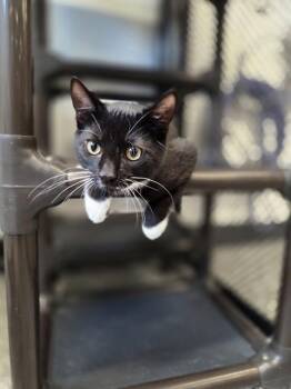 VANCOUVER -  Domestic Short Hair Cat for Adoption in Palmetto, Florida - VANCOUVER | PetCurious