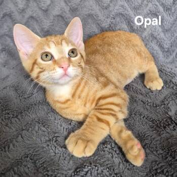 Opal -  Domestic Short Hair Cat for Adoption in Matteson, Illinois - Opal | PetCurious