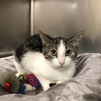 Emmett -  Tabby and Domestic Short Hair Cat for Adoption in Greensburg, Pennsylvania - Emmett | PetCurious