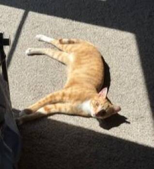 Rescue Domestic Short Hair Cats for Adoption in Boiling Springs, Pennsylvania - Lance | PetCurious