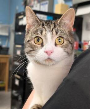 Rescue Domestic Short Hair Cats for Adoption in Canfield, Ohio - WANDA | PetCurious