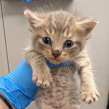 Beebee -  Domestic Short Hair Cat for Adoption in Columbiana, Alabama - Beebee | PetCurious