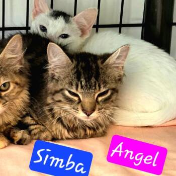 Angel -  Domestic Medium Hair Cat for Adoption in Jessup, Maryland - Angel | PetCurious