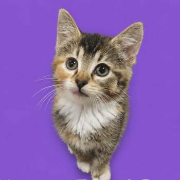 Rainbow Fried Rice -  Domestic Short Hair Cat for Adoption in Fredericksburg, Virginia - Rainbow Fried Rice | PetCurious