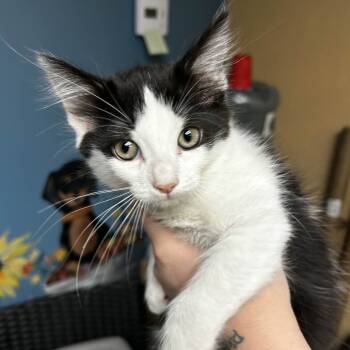 Rescue Domestic Medium Hair Cats for Adoption in Yucaipa, California - Hermes | PetCurious