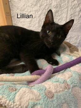 Lillian -  Domestic Short Hair Cat for Adoption in Saint Charles, Missouri - Lillian | PetCurious