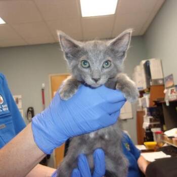 Espeon -  Domestic Short Hair Cat for Adoption in Milton, Florida - Espeon | PetCurious