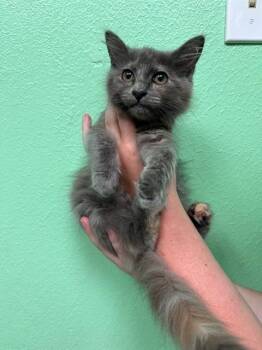 PANCAKE -  Domestic Short Hair Cat for Adoption in Killeen, Texas - PANCAKE | PetCurious