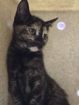SPARROW -  Domestic Short Hair Cat for Adoption in Tallahassee, Florida - SPARROW | PetCurious