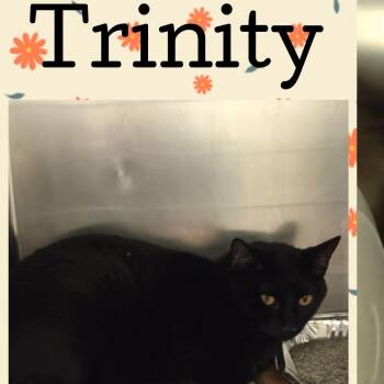 Trinity -  Domestic Short Hair Cat for Adoption in Wheeling, Illinois - Trinity | PetCurious