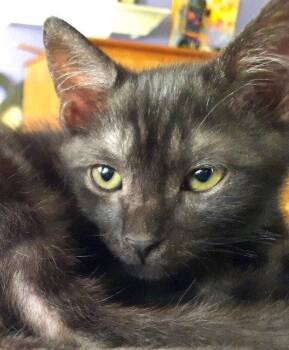 Kitten Hockney -  Domestic Short Hair Cat for Adoption in Seal Beach, California - Kitten Hockney | PetCurious