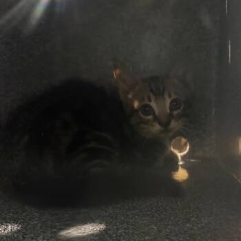 Tuna Melt Sammy -  Domestic Short Hair Cat for Adoption in Winston-salem, North Carolina - Tuna Melt Sammy | PetCurious