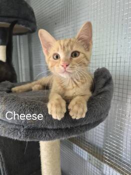 Cheese -  Domestic Short Hair Cat for Adoption in Salisbury, North Carolina - Cheese | PetCurious