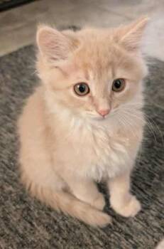 Rescue Domestic Medium Hair Cats for Adoption in Dekalb, Illinois - Butters | PetCurious
