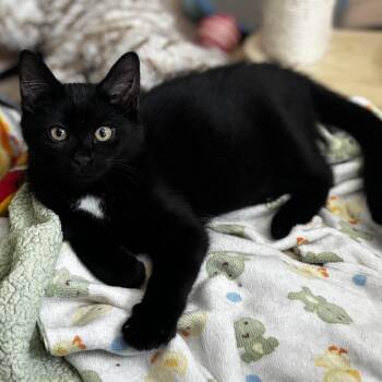 Mystic Richards -  Domestic Medium Hair Cat for Adoption in Morrison, Colorado - Mystic Richards | PetCurious