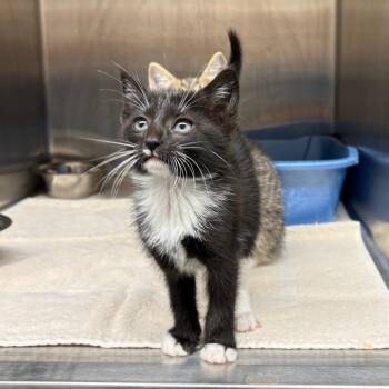 Domestic Short Hair Cats Available for Adoption in Morganton, North Carolina - Sushi Penguin | PetCurious