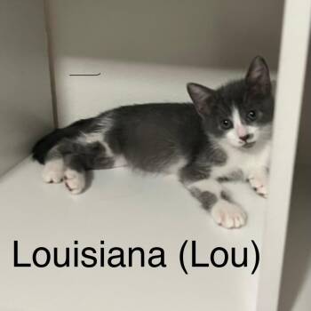 Louisiana (Lou) -  Domestic Short Hair Cat for Adoption in Westminster, California - Louisiana (Lou) | PetCurious