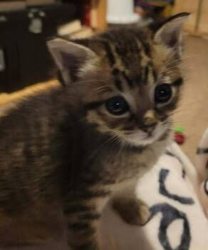 Domestic Short Hair Cats Available for Adoption in Virginia Beach, Virginia - Whiskey 