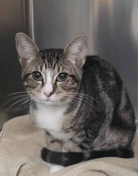 Matilda -  Domestic Short Hair Cat for Adoption in Mission Viejo, California - Matilda | PetCurious