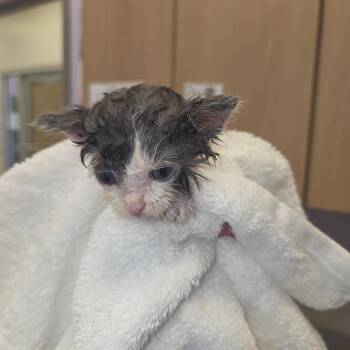 Tiger -  Domestic Medium Hair Cat for Adoption in Madisonville, Tennessee - Tiger | PetCurious