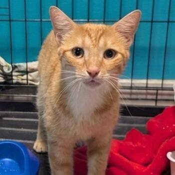 Mike -  Manx Cat for Adoption in Jefferson City, Tennessee - Mike | PetCurious