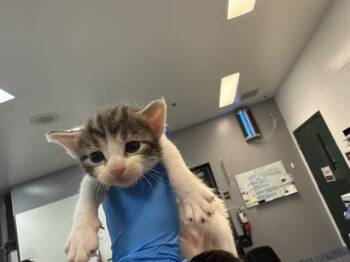 A1926958 -  Domestic Short Hair Cat for Adoption in Thousand Palms, California - A1926958 | PetCurious