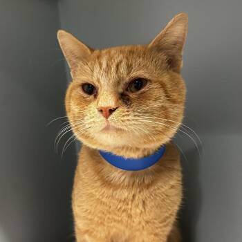Tortilla Chip -  Domestic Short Hair Cat for Adoption in Chattanooga, Tennessee - Tortilla Chip | PetCurious