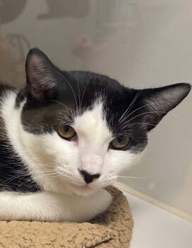 Rescue Domestic Short Hair Cats for Adoption in Lebec, California - Checkers | PetCurious