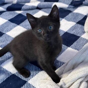 Domestic Short Hair Cats Available for Adoption in Port Richey, Florida - Beep Beep | PetCurious