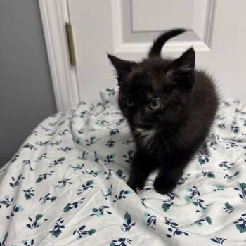Affogato -  Domestic Short Hair Cat for Adoption in Granville, Ohio - Affogato | PetCurious