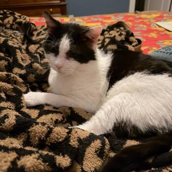 Domestic Short Hair Cats Available for Adoption in Merrifield, Virginia - Uncle Phil Tarkitty | PetCurious
