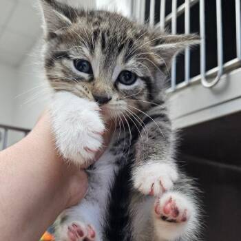 Domestic Short Hair Cats Available for Adoption in Corpus Christi, Texas - Claire | PetCurious