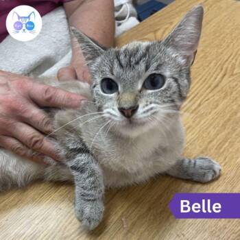 Belle (bonded with Jasmine) -  Domestic Short Hair Cat for Adoption in Penfield, New York - Belle (bonded With Jasmine) | PetCurious