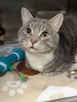 Domestic Short Hair Cats Available for Adoption - Arbok | PetCurious