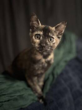 Dolly ( CW) -  Tortoiseshell Cat for Adoption in Napa, California - Dolly ( CW) | PetCurious