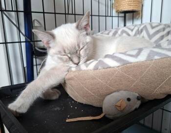 Lotus -  Siamese Cat for Adoption in Montreal, Quebec - Lotus | PetCurious