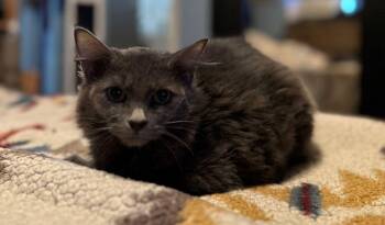 Rescue Domestic Short Hair Cats for Adoption in Lodi, California - Lavender | PetCurious
