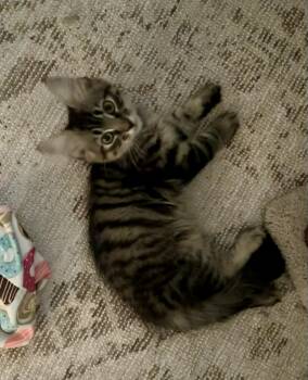 Juliet -  Domestic Long Hair Cat for Adoption in Chandler, Arizona - Juliet | PetCurious