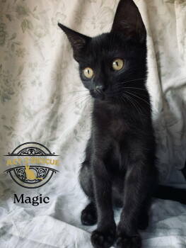 Rescue Domestic Short Hair Cats for Adoption in Riverside, California - Magic | PetCurious