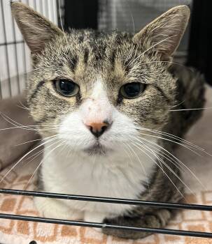 Rescue Domestic Short Hair Cats for Adoption in Johnston, Rhode Island - Ernie | PetCurious