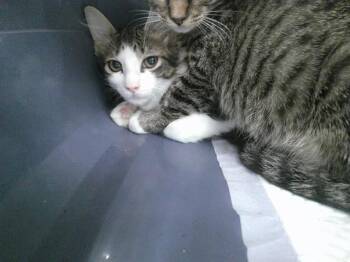 A477921 -  Domestic Short Hair Cat for Adoption in Oklahoma City, Oklahoma - A477921 | PetCurious